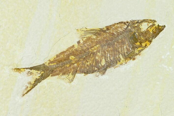 Fossil Fish (Knightia) - Green River Formation #133963